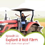 Explore a Rice Farm | How Does Rice Grow? | Ghana | Educational Videos for Kids